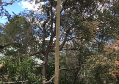 NEW TIMBER PRIVATE POLE – WARRAWEE